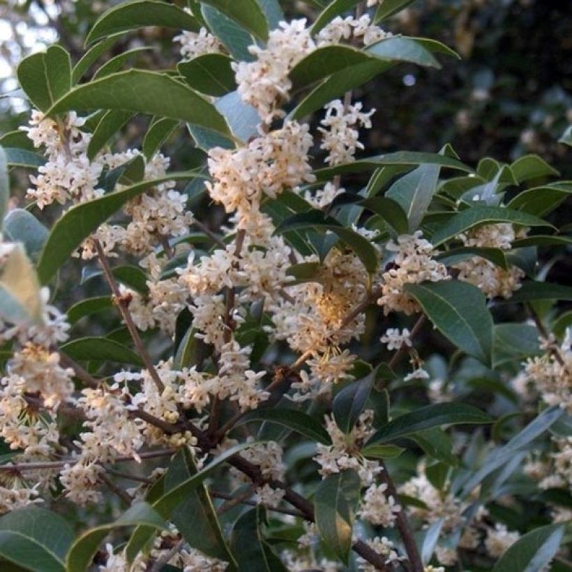 Duftblüte - Osmanthus fortunei (Flowering)