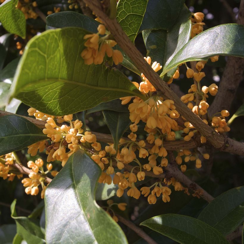 Süße Duftblüte var. aurantiacus - Osmanthus fragrans (Blüte)