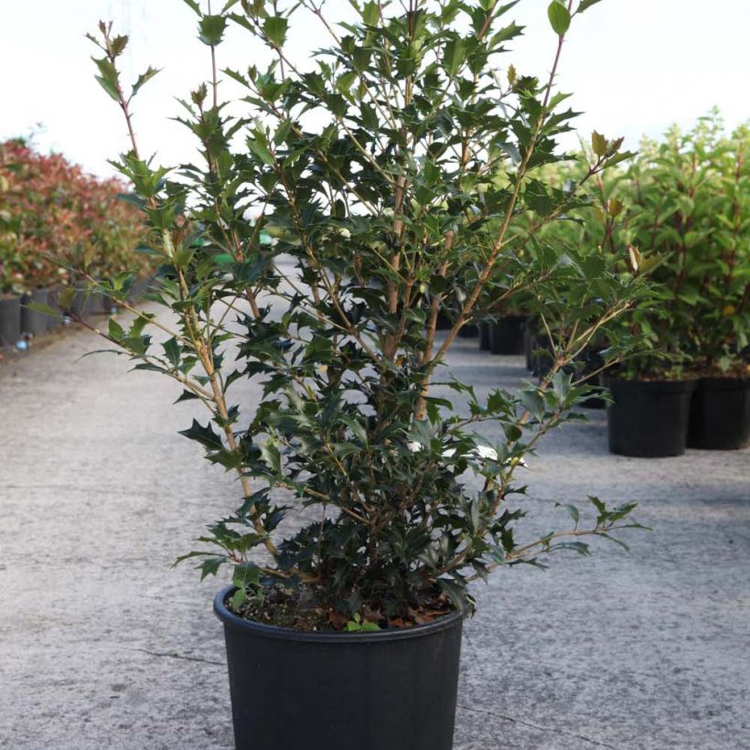 Beispiel eines Exemplars von Stachelblättrige Duftblüte Gulftide - Osmanthus heterophyllus Topf mit 12L/15L wie geliefert