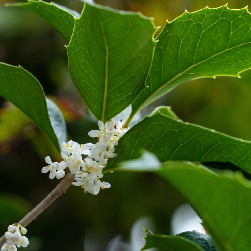 Stachelblättrige Duftblüte - Osmanthus heterophyllus (Flowering)