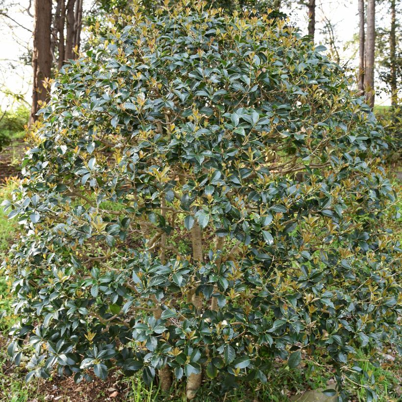 Stachelblättrige Duftblüte - Osmanthus heterophyllus (Plant habit)