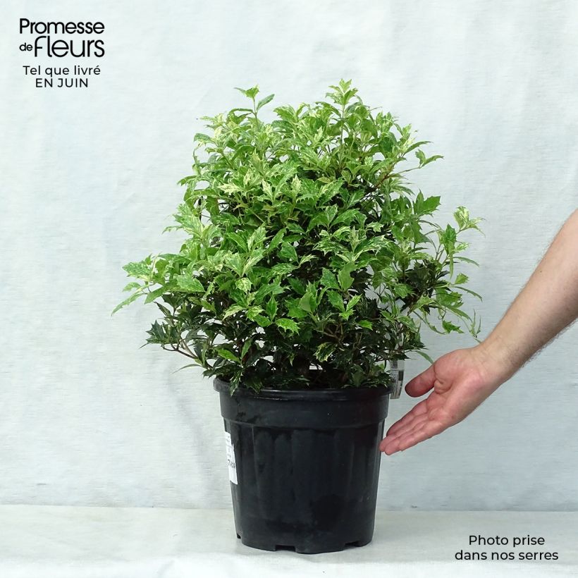 Exemplar von Stachelblättrige Duftblüte Tricolor - Osmanthus heterophyllus Topf mit 7,5L/10L wie im Sommer geliefert