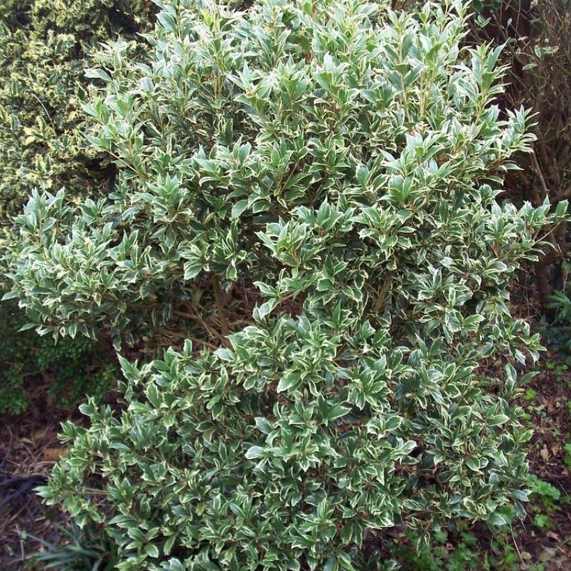Stachelblättrige Duftblüte Variegatus - Osmanthus heterophyllus (Wuchs)
