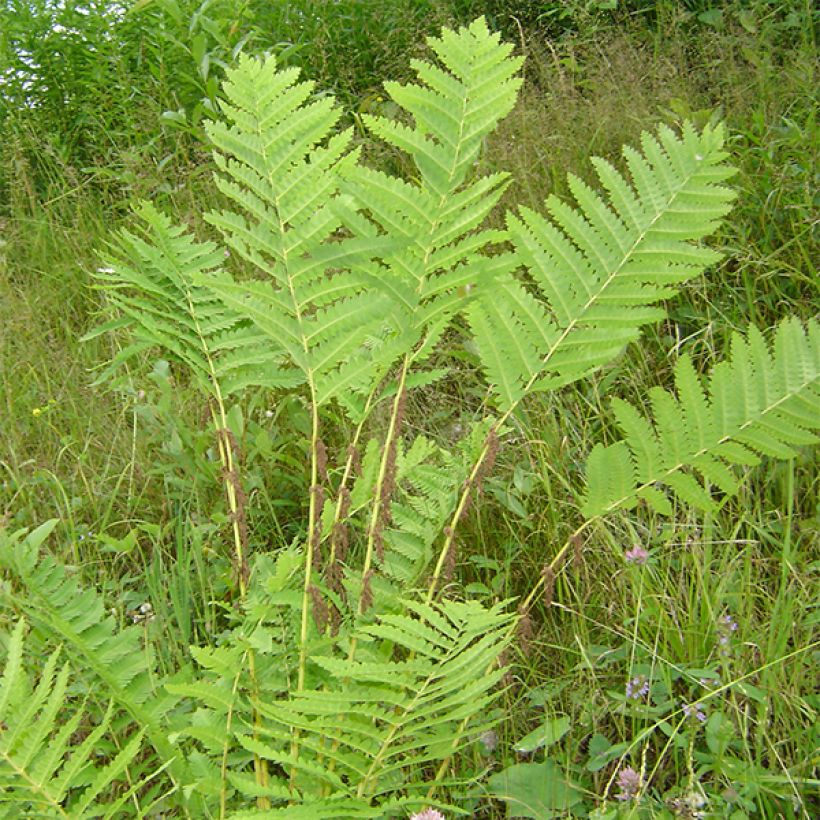 Osmunda claytoniana - Kronenfarn (Wuchs)