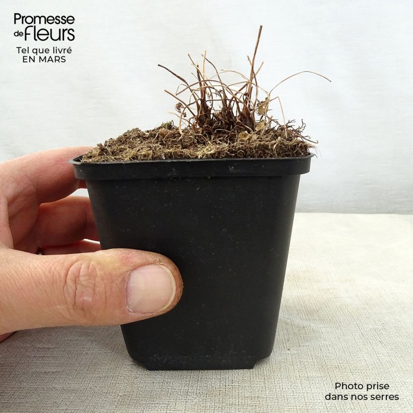 Exemplar von Osmunda japonica - Japanischer Königsfarn Kleine Töpfe von 8/9 cm wie im Frühjahr geliefert