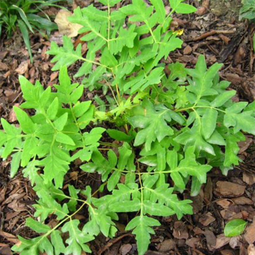 Osmunda regalis Cristata - Königsfarn (Laub)