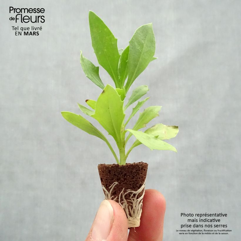 Exemplar von Osteospermum Cape Daisy White Mini-Plug Ø 3/4 cm wie im Frühjahr geliefert