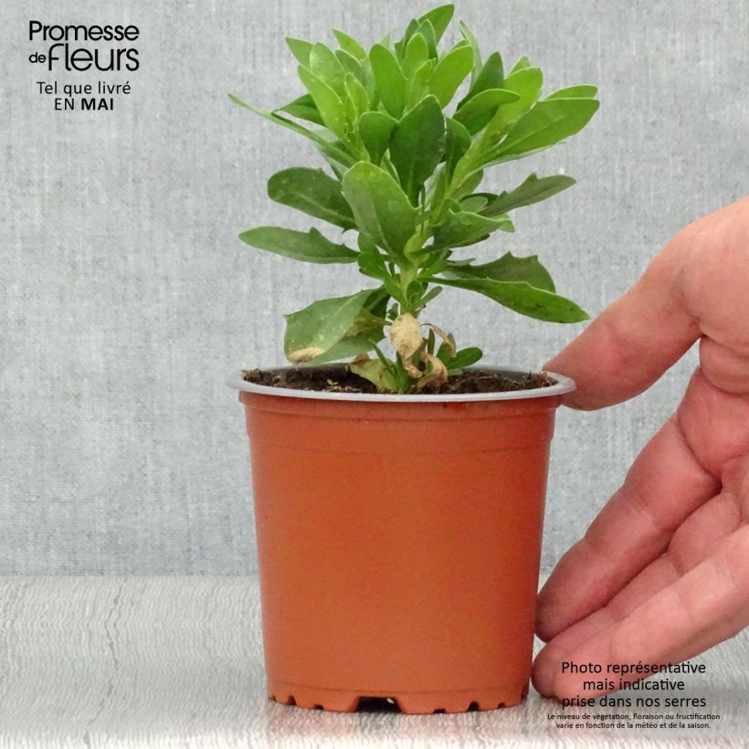 Exemplar von Osteospermum Cape Daisy White Topf 10 cm/11cm wie im Frühjahr geliefert