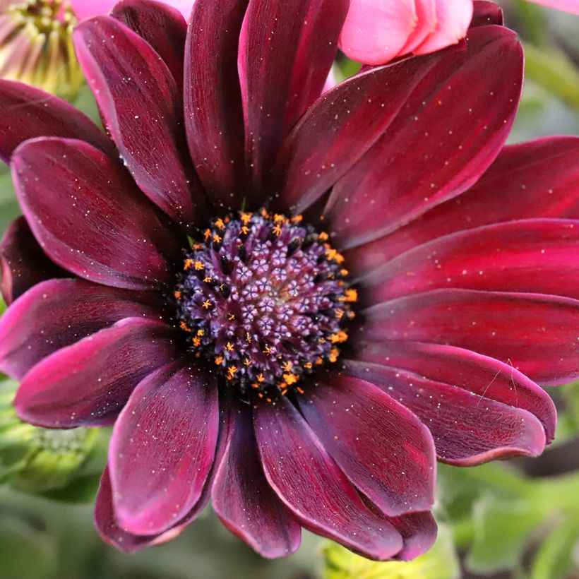 Kapmargerite Dalina Red Dark - Osteospermum (Blüte)