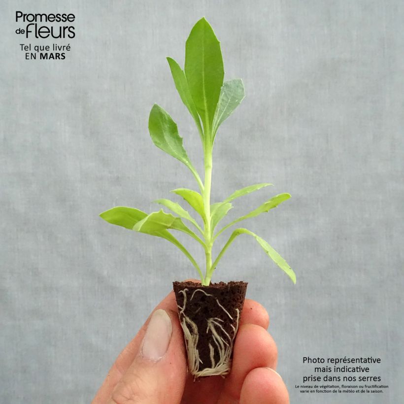 Exemplar von Kapmargerite Tradewinds Trailing Deep Purple - Osteospermum Mini-Plug Ø 3/4 cm wie im Frühjahr geliefert