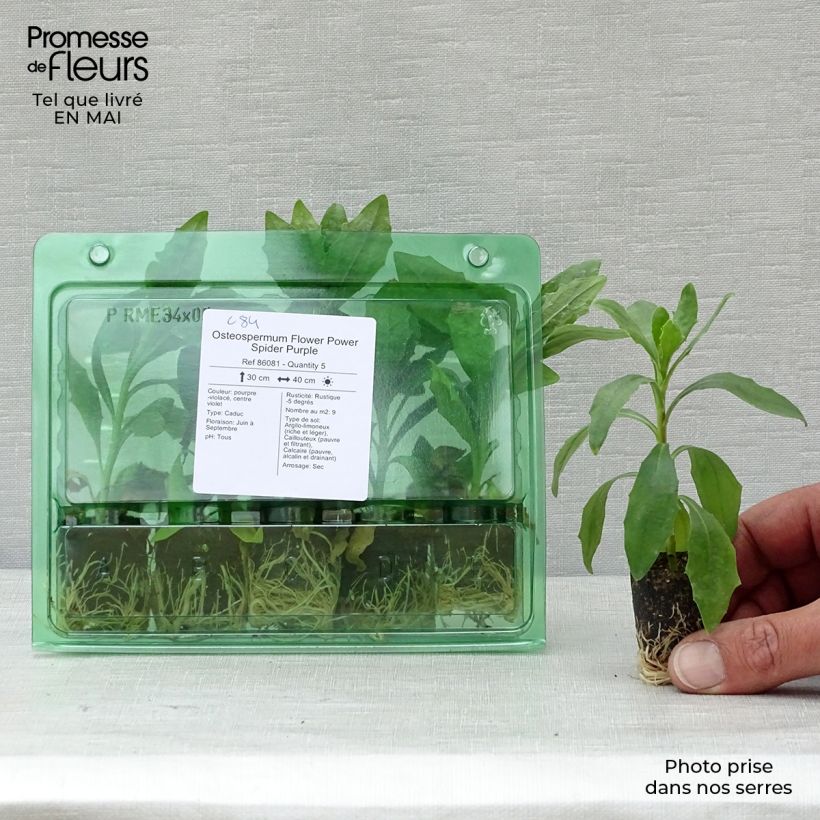 Exemplar von Kapmargerite Flower Power Spider Purple - Osteospermum Mini-Plug Ø 3/4 cm wie im Frühjahr geliefert