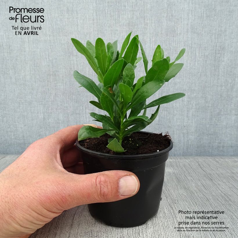 Exemplar von Kapmargerite Flower Power Spider Purple - Osteospermum Topf 10 cm/11cm wie im Frühjahr geliefert