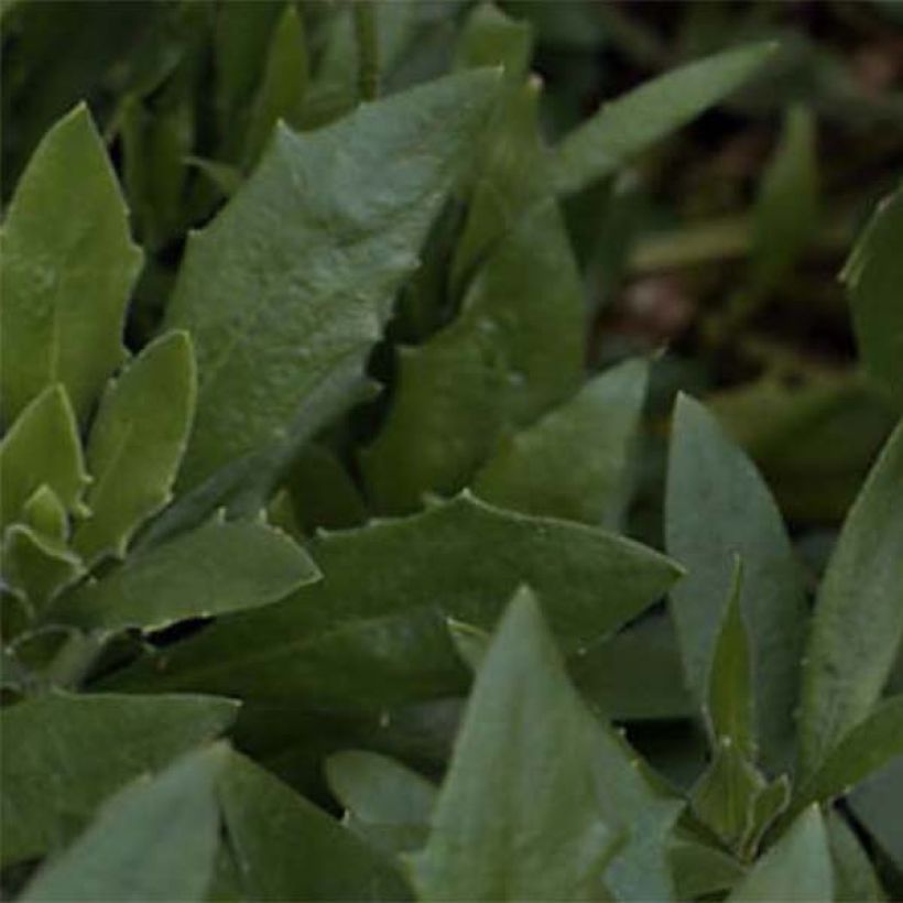 Kapmargerite Flower Power Spider White - Osteospermum (Foliage)