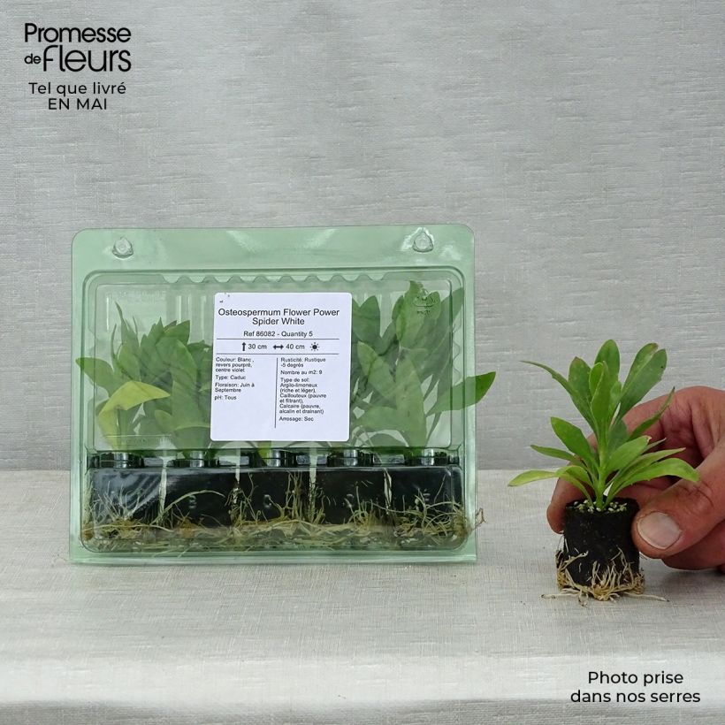 Example of Kapmargerite Flower Power Spider White - Osteospermum Mini-Plug Ø 3/4 cm as you get in printemps