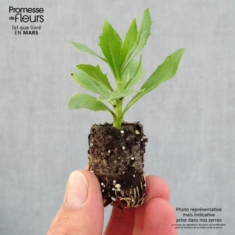 Example of Kapmargerite Summersmile Cream - Osteospermum Mini-Plug Ø 3/4 cm as you get in printemps