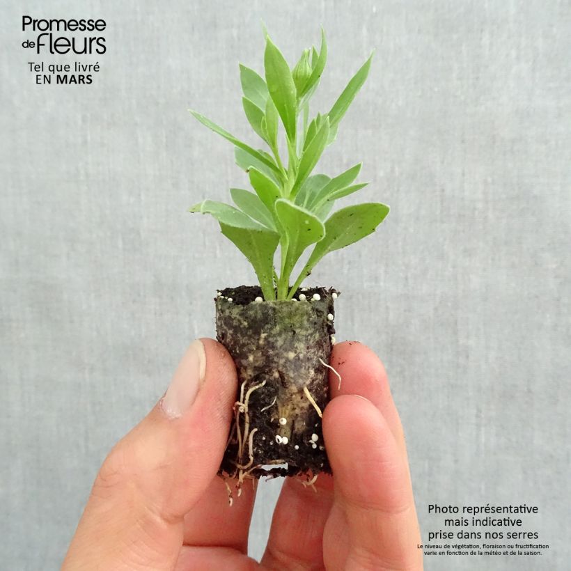 Exemplar von Kapmargerite Summersmile Double Golden Yellow - Osteospermum Mini-Plug Ø 3/4 cm wie im Frühjahr geliefert