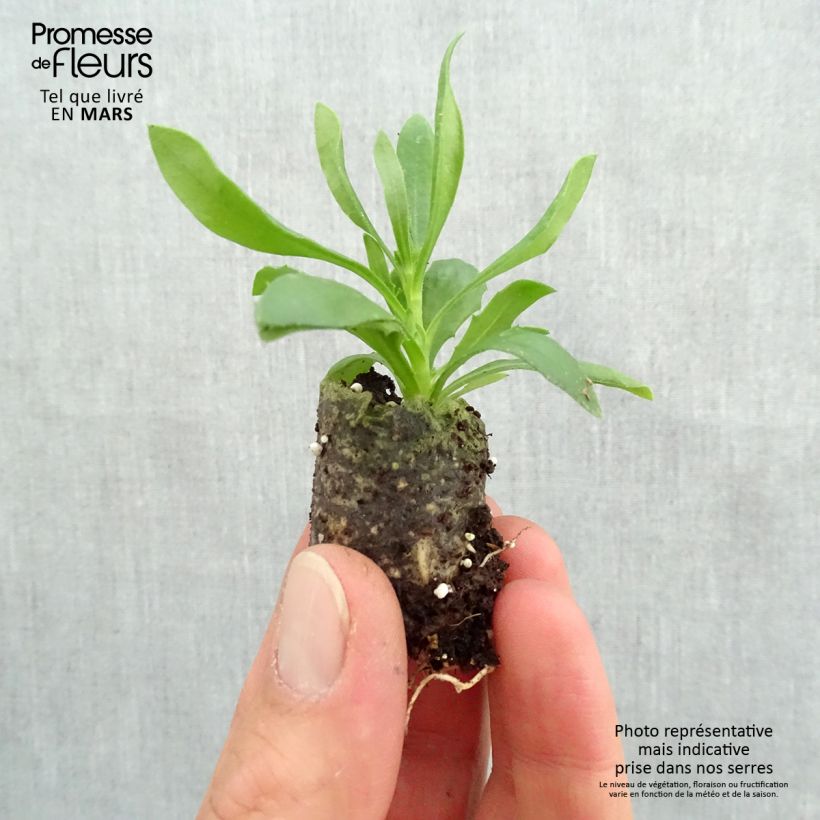 Example of Kapmargerite Summersmile Soft Violet - Osteospermum Mini-Plug Ø 3/4 cm as you get in printemps