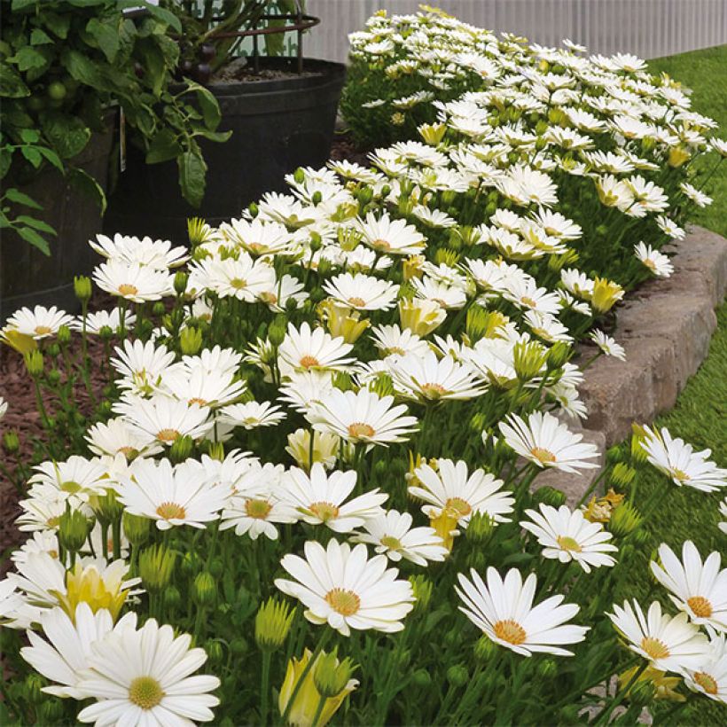 Kapmargerite Summersmile Cream - Osteospermum (Plant habit)
