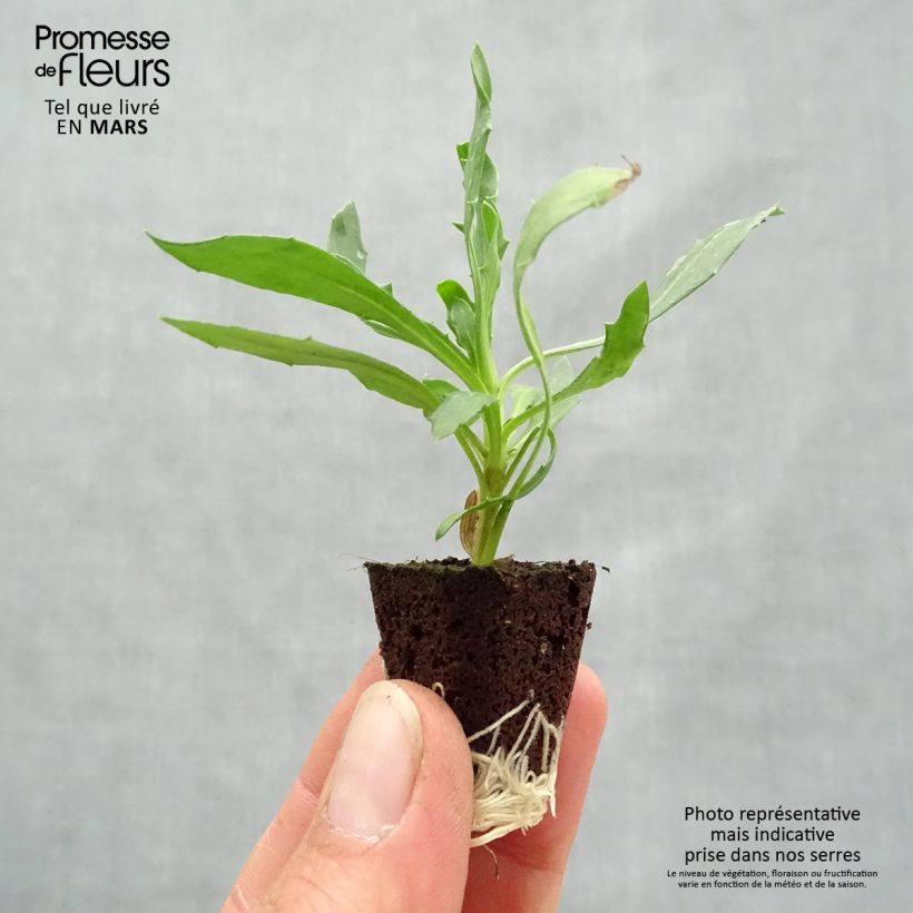 Example of Kapmargerite Voltage Yellow - Osteospermum Mini-Plug Ø 3/4 cm as you get in printemps