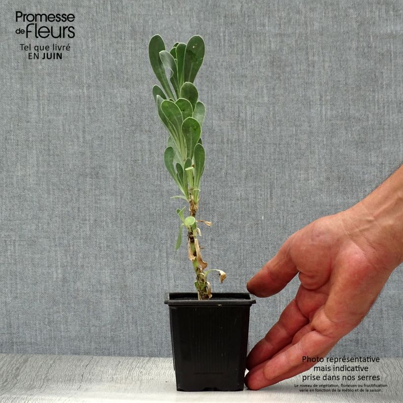Exemplar von Othonnie - Othonna cheirifolia Kleine Töpfe von 8/9 cm wie im Sommer geliefert