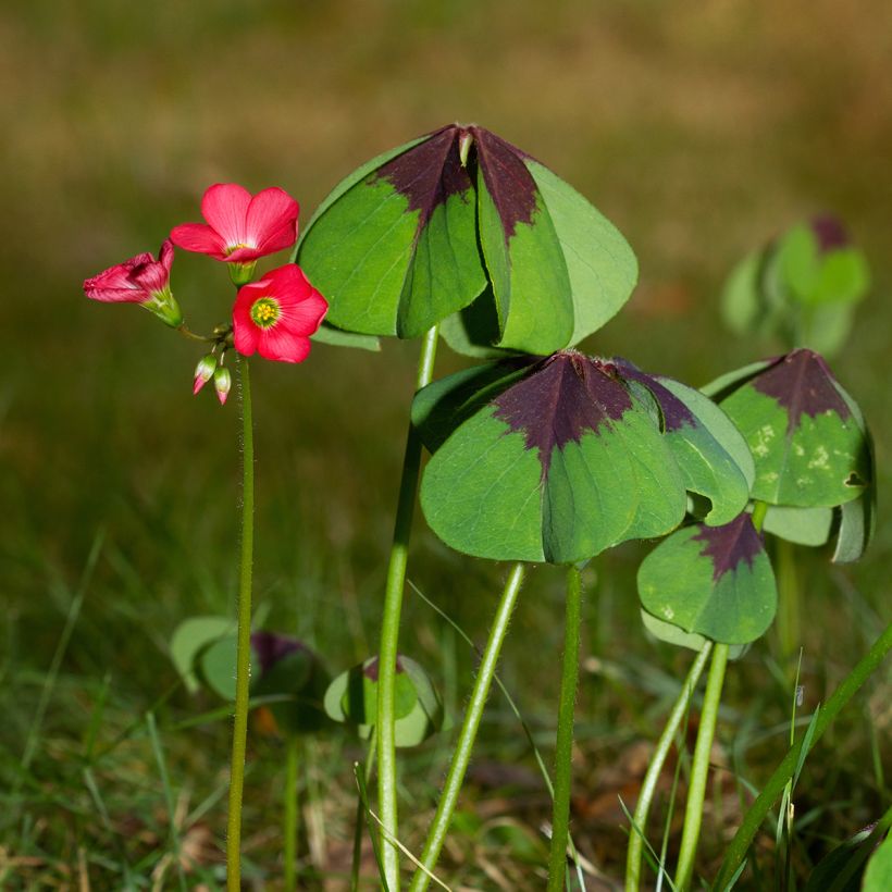 Sauerklee deppei - Oxalis (Wuchs)