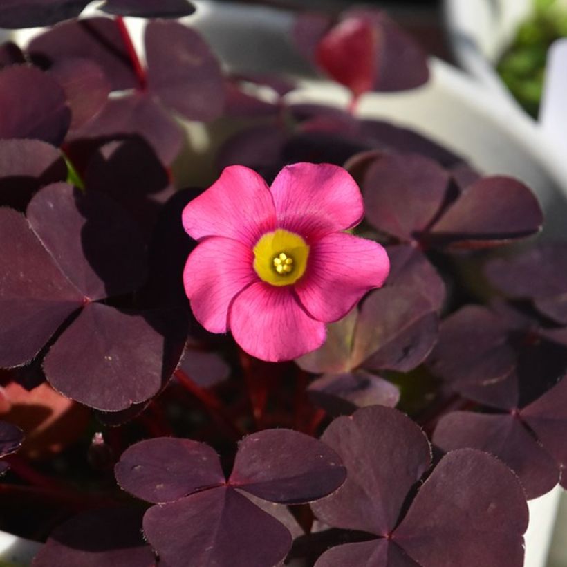 Purpur-Sauerklee Garnet - Oxalis purpurea (Flowering)