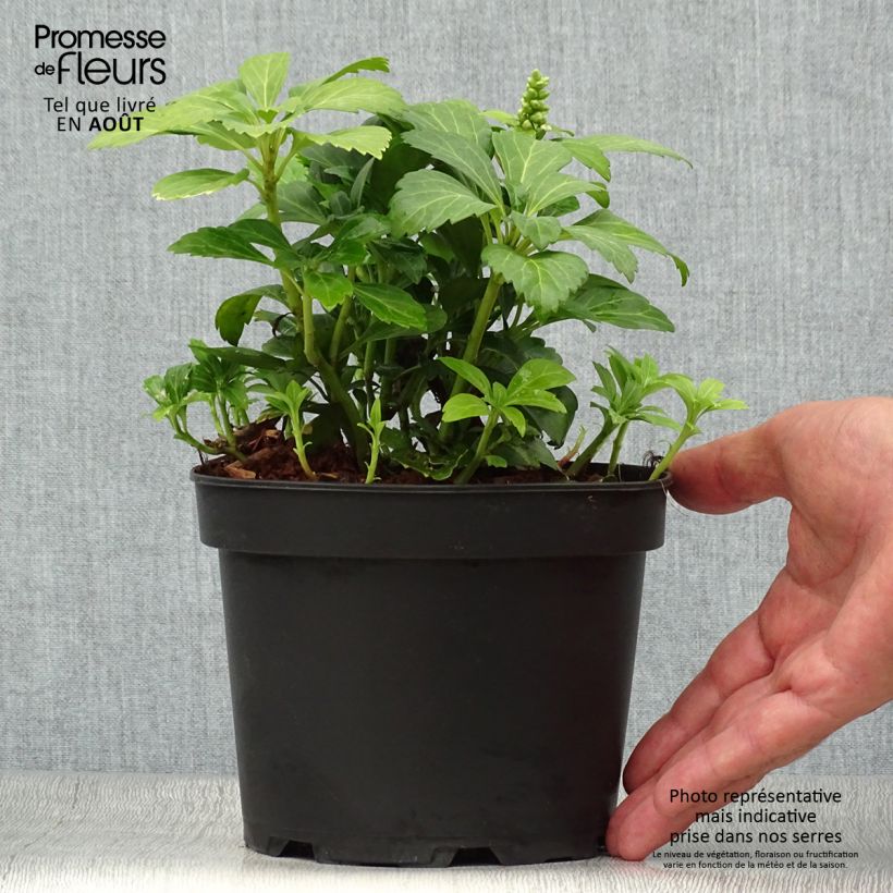 Exemplar von Pachysandra terminalis Green Carpet - Japanischer Ysander Topf mit 2L/3L wie im Sommer geliefert