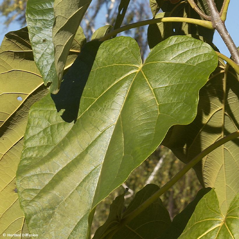 Paulownia fortunei Fast Blue Minfast - Blauglockenbaum (Foliage)