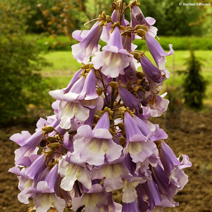 Paulownia fortunei Fast Blue Minfast - Blauglockenbaum (Flowering)