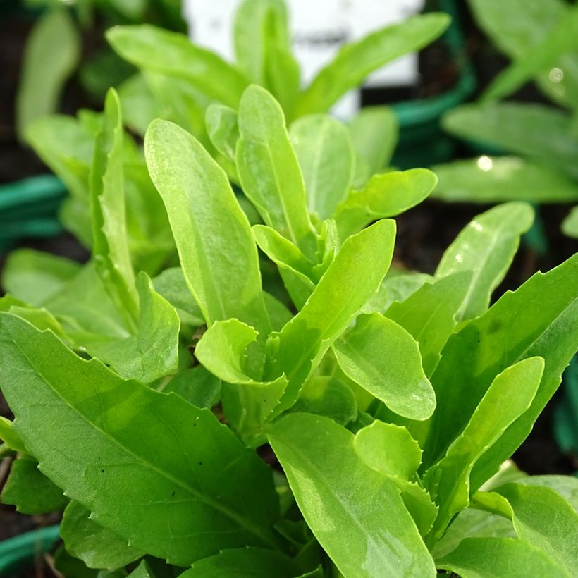 Physostegia virginiana Alba - Gelenkblume (Foliage)