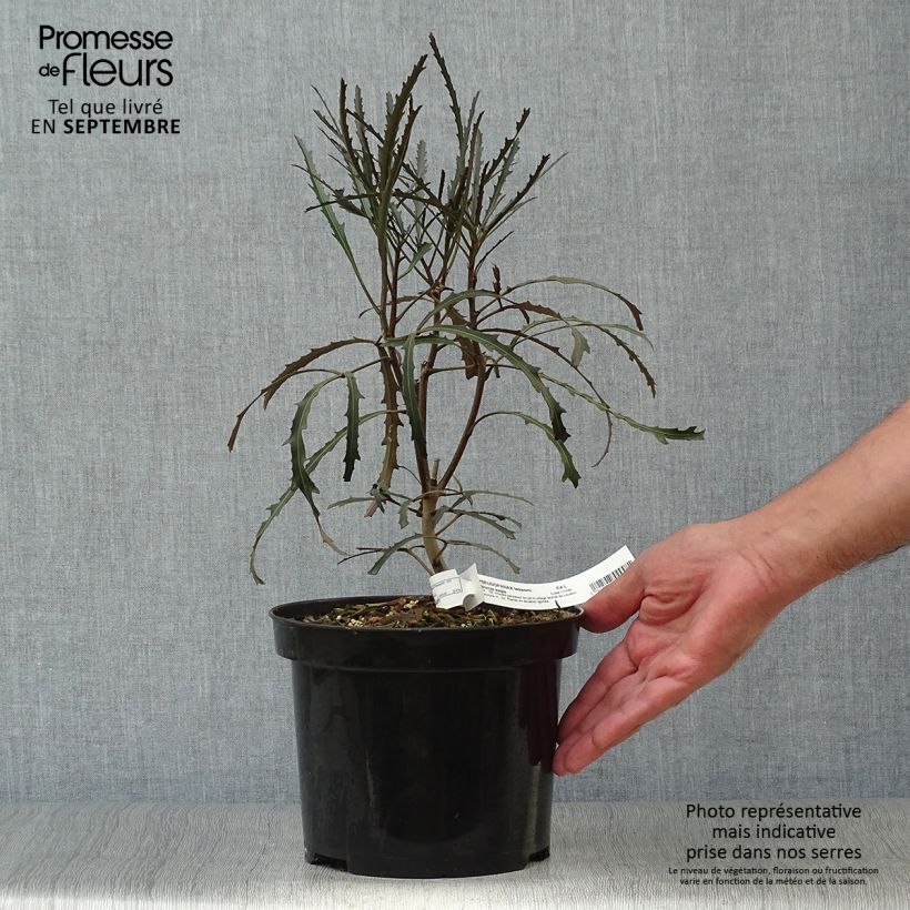 Exemplar von Pseudopanax Bronze Eagle Topf mit 3L/4L wie im Herbst geliefert