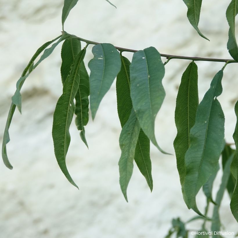 Pêcher Golden Caesar - Pêche de vigne (Laub)