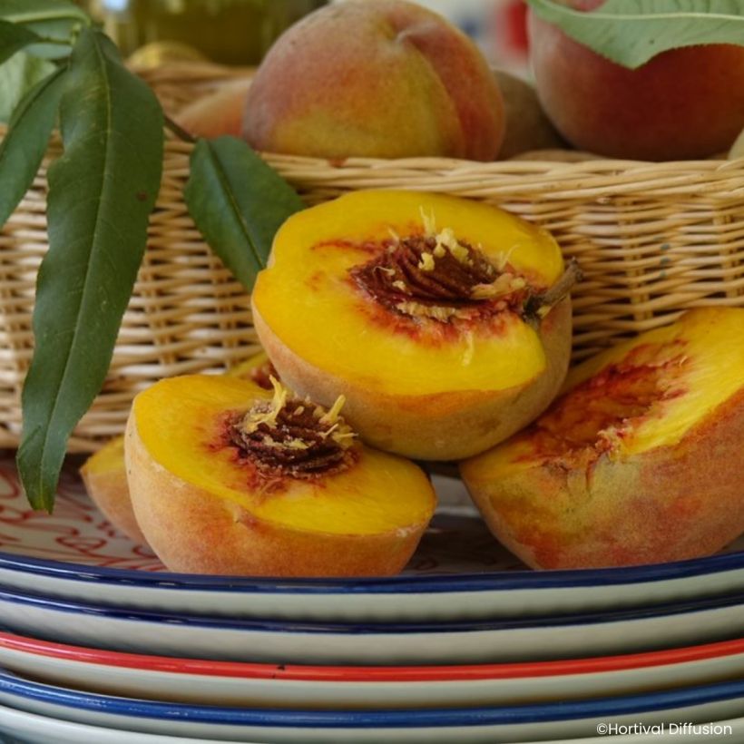 Pêcher Golden Caesar - Pêche de vigne (Ernte)