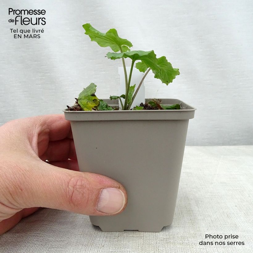Exemplar von Pachyphragma macrophyllum - Großblättriges Täschelkraut Kleine Töpfe von 8/9 cm wie im Frühjahr geliefert