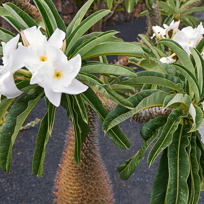 Madagaskarpalme - Pachypodium lamerei (Blüte)