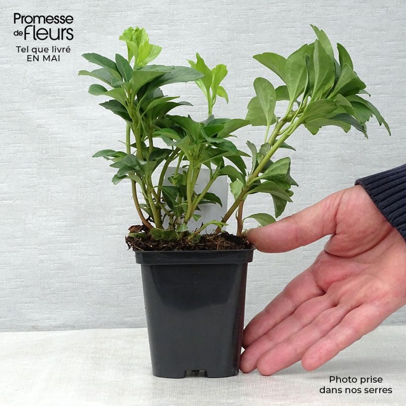 Example of Pachysandra terminalis - Japanischer Ysander Kleine Töpfe von 8/9 cm as you get in printemps