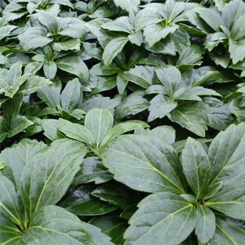 Pachysandra terminalis Green Carpet - Japanischer Ysander (Plant habit)