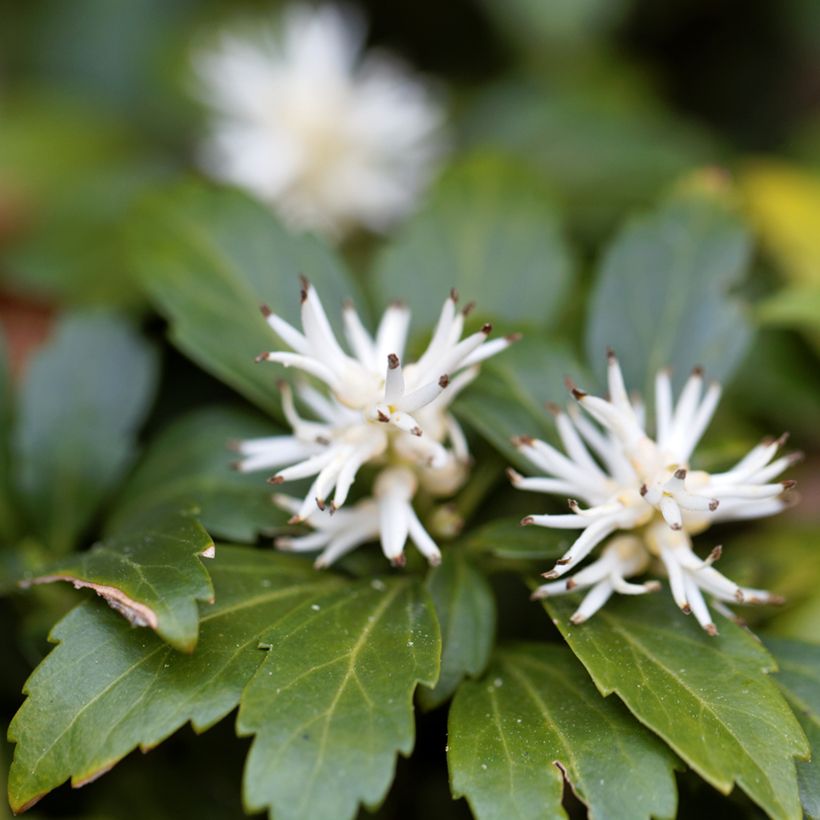 Pachysandra terminalis Green Carpet - Japanischer Ysander (Flowering)