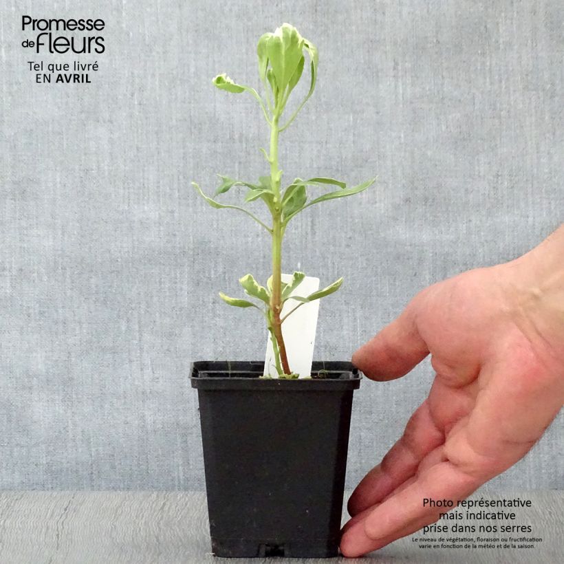 Example of Pachysandra terminalis Variegata - Japanischer Ysander Kleine Töpfe von 8/9 cm as you get in printemps