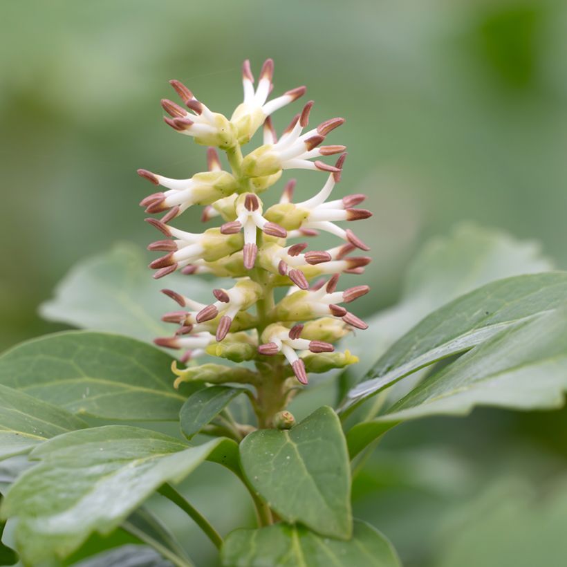 Pachysandra terminalis - Japanischer Ysander (Flowering)