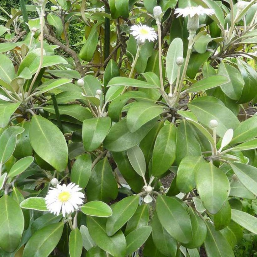 Pachystegia insignis Daizea Hardec - Marlborough Felsen Daisy (Foliage)