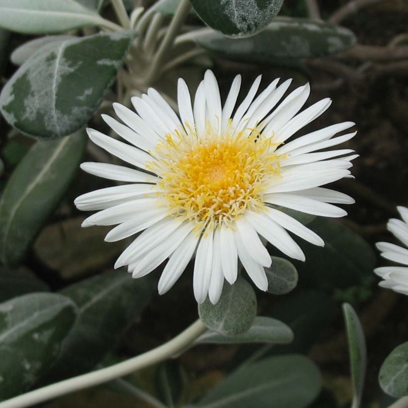 Pachystegia insignis Daizea Hardec - Marlborough Felsen Daisy (Flowering)