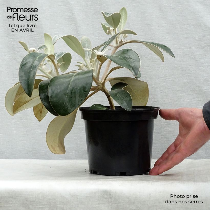 Example of Pachystegia insignis Daizea Hardec - Marlborough Felsen Daisy Topf mit 2L/3L as you get in printemps