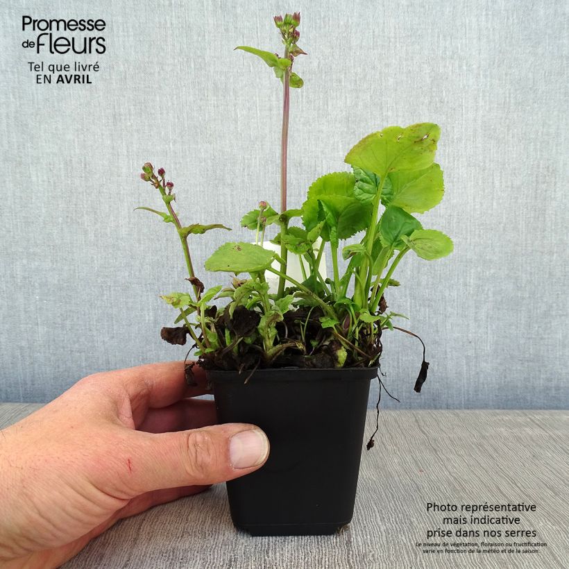 Example of Packera aurea - Kreuzkraut Kleine Töpfe von 8/9 cm as you get in printemps