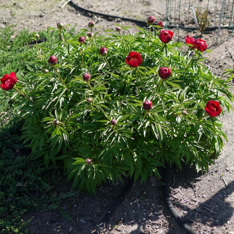 Paeonia Early Scout - Pfingstrose (Wuchs)