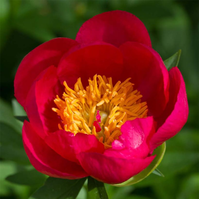 Paeonia Flame - Pfingstrose (Flowering)