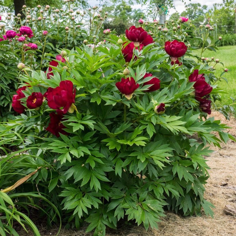 Paeonia Itoh Scarlet Heaven (Wuchs)