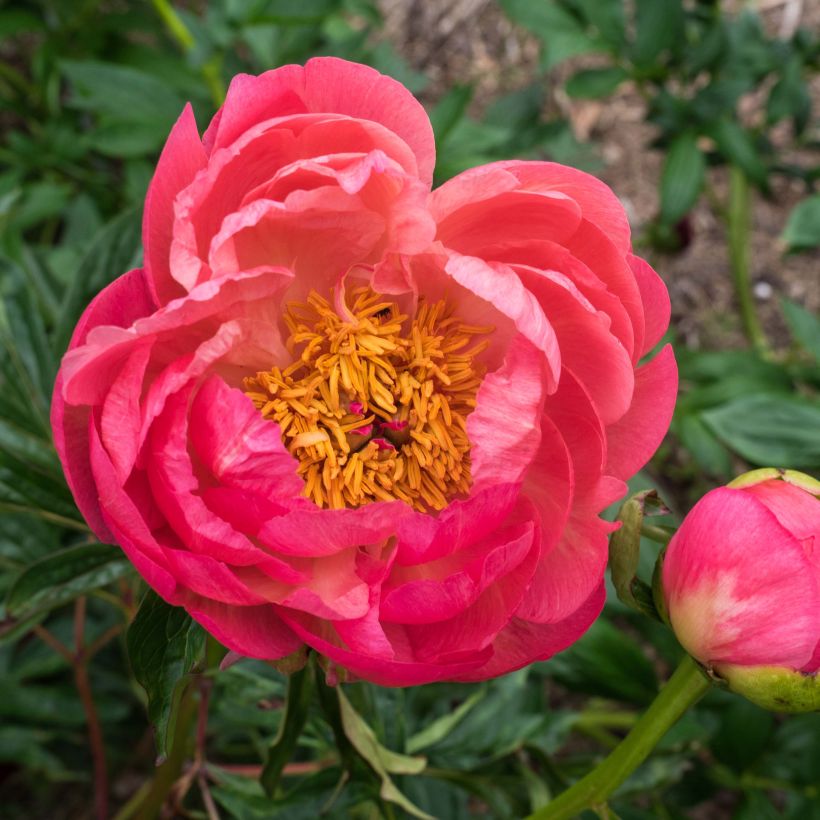 Paeonia lactiflora Coral Charm - Edel-Pfingstrosen (Blüte)
