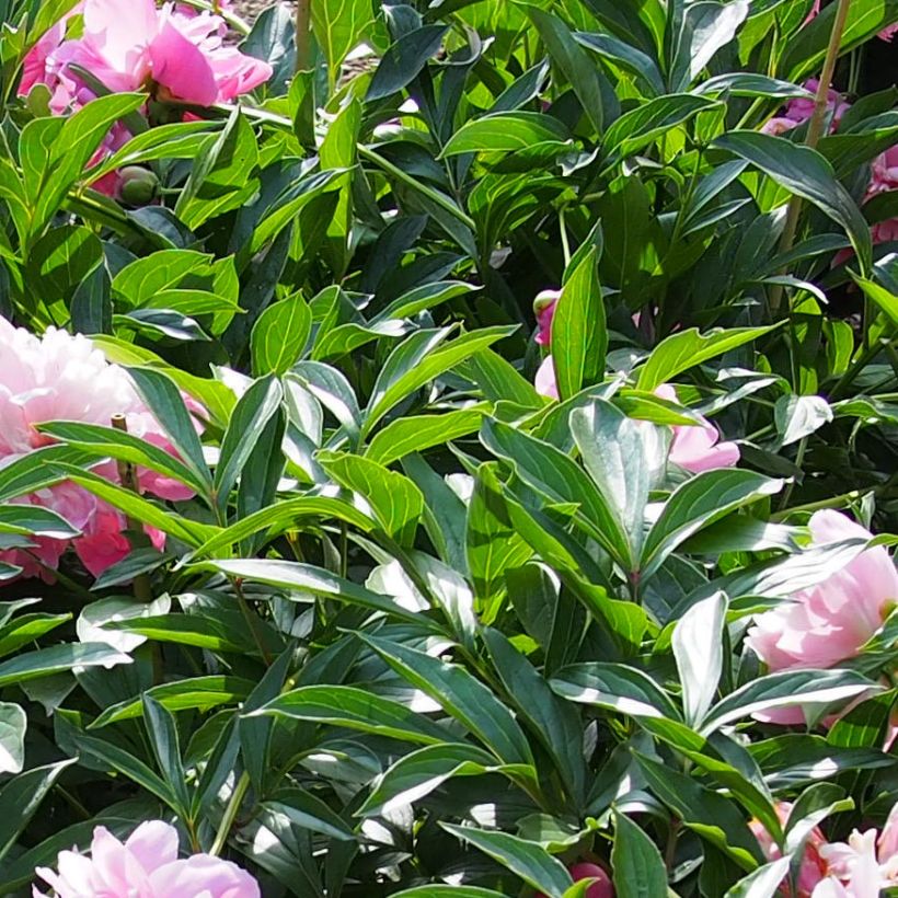 Paeonia lactiflora Edulis Superba - Edel-Pfingstrosen (Foliage)