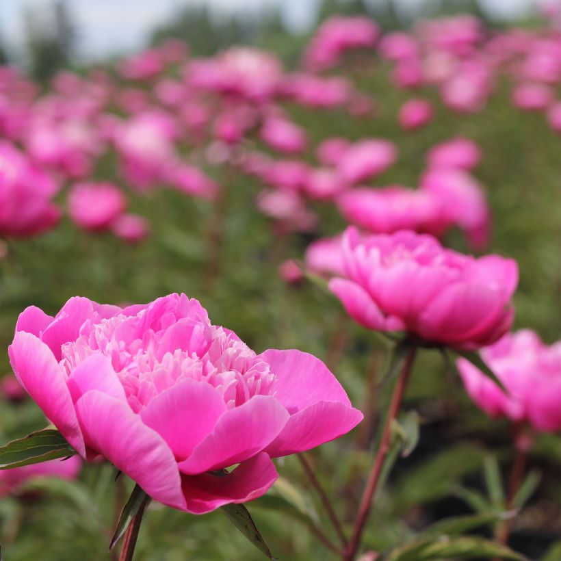 Paeonia lactiflora Madame Emile Debatène - Edel-Pfingstrosen (Wuchs)